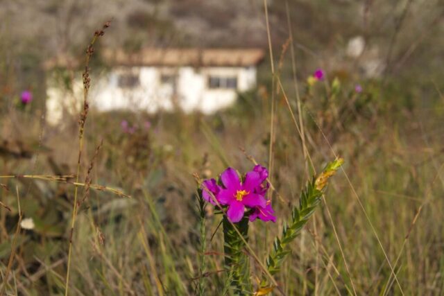Cópia de _MG_5353 copy